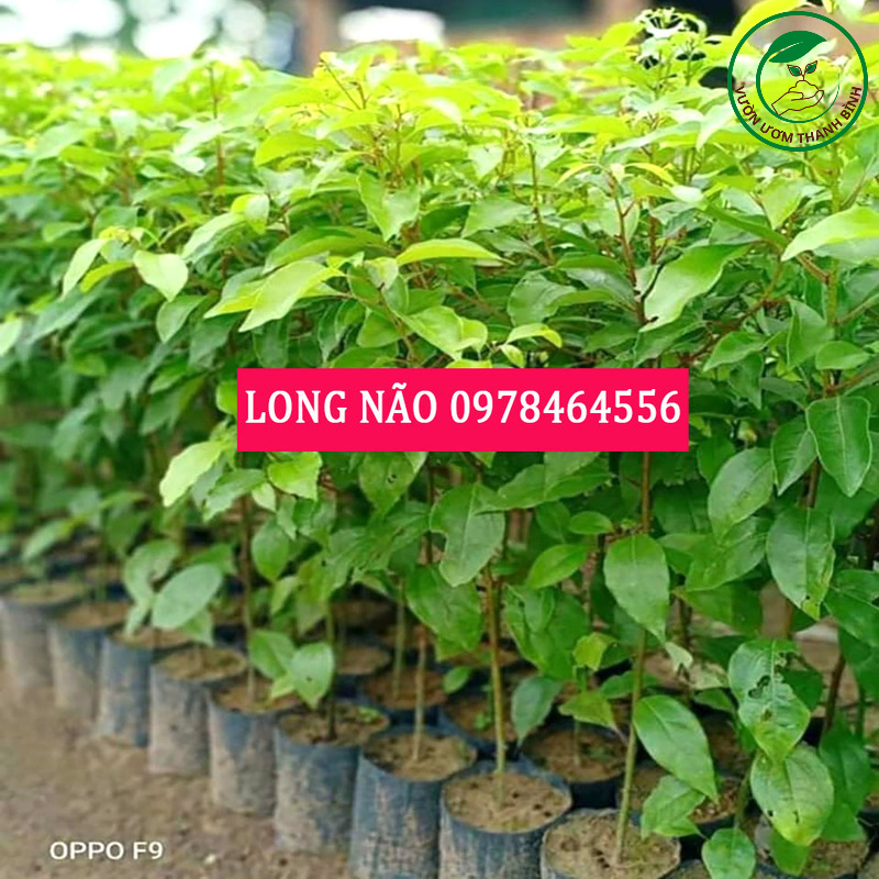 Cây Long Não (dã hương)